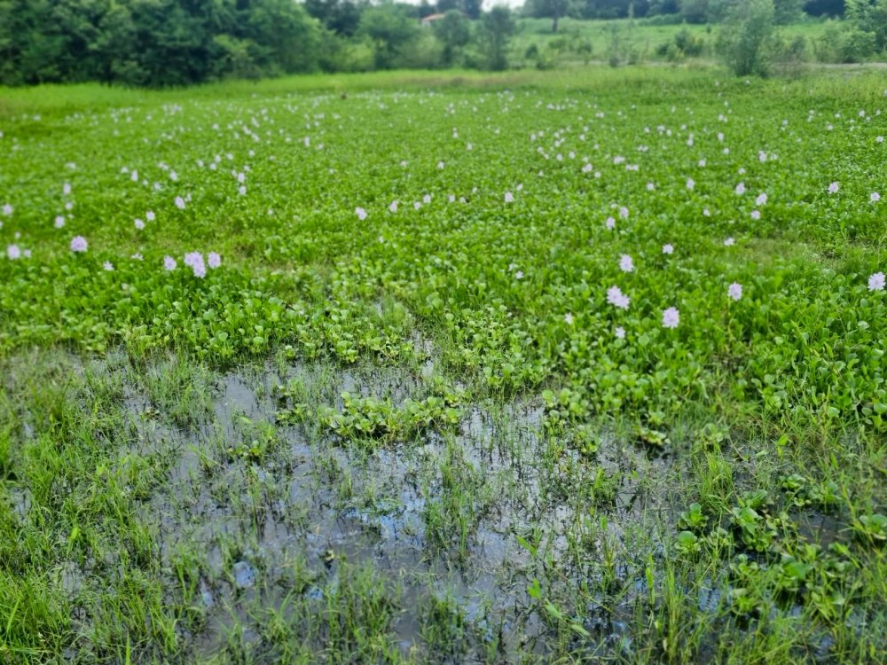 Terreno - Venda - Rural - Ces�rio Lange - SP