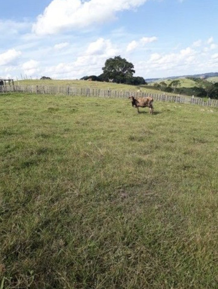 Ch�cara - Venda - Zona Rural - Porangaba - SP