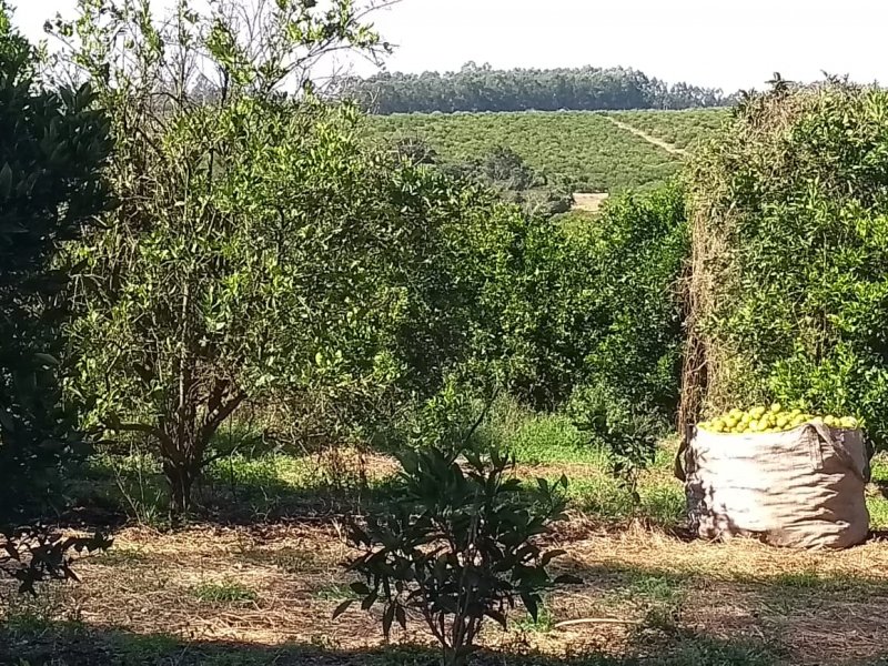 Fazenda - Venda - Zona Rural - Porangaba - SP