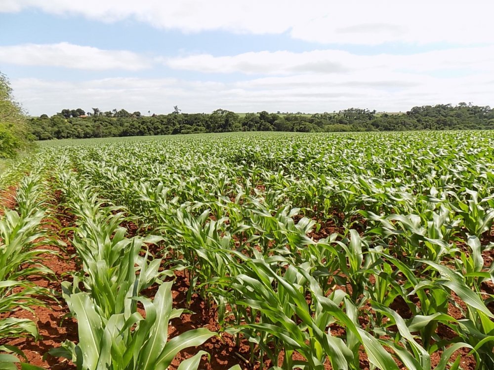 S�tio - Venda - Rural - Ces�rio Lange - SP
